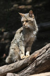 欧洲野猫费利斯西尔维斯特里斯。