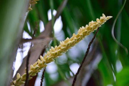 椰子花图片