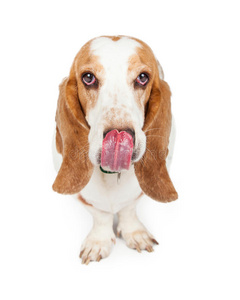 巴塞特猎犬用舌头舔嘴唇