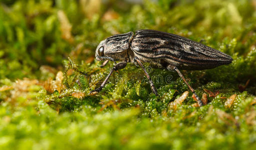 甲虫飞过扫帚苔藓