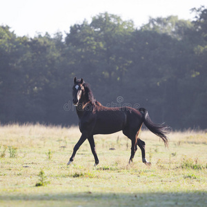棕色的种马，在早晨的田野里有刺的耳朵