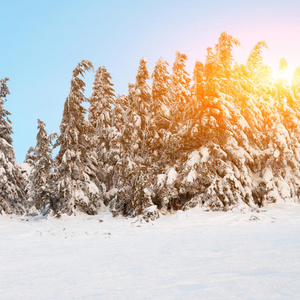 山上有雪的冷杉树