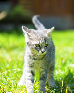 基蒂 美丽的 眼睛 肖像 颜色 小猫 动物 猫科动物 总和