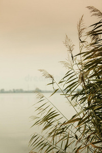 日出 落下 风景 夏天 秋天 湿地 特写镜头 傍晚 环境