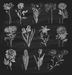 马蹄莲 插图 开花 玫瑰 素描 植物学 收集 自然 花园