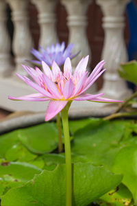 花粉 心皮 百合花 花的 植物 花冠 植物区系 自然 开花