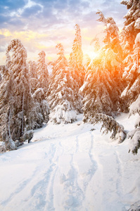 冷杉 小山 雪堆 白霜 丘陵 寒冷的 云杉 美丽的 季节