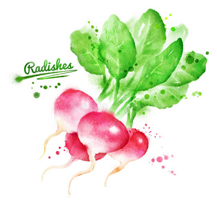 粉红色 烹饪 插图 农场 收获 农业 食物 咕哝 萝卜 营养