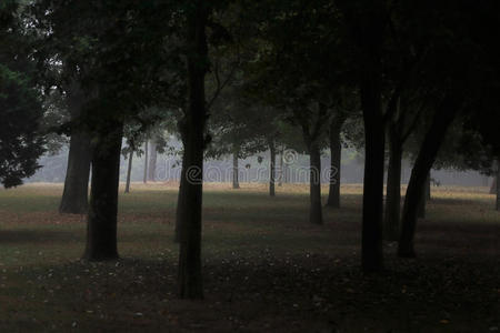 美丽的 树叶 环境 橡树 领域 黎明 美女 日出 早晨 公园