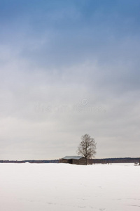 森林 场景 冬天 遥远的 孤独 风景 自然 环境 领域 谷仓