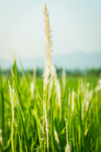 生长 植物区系 乡村 国家 领域 草本植物 花园 花的 草药