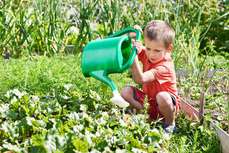 花园 甜菜 助理 帮手 小孩 夏天 健康 浇水 帮助 男孩