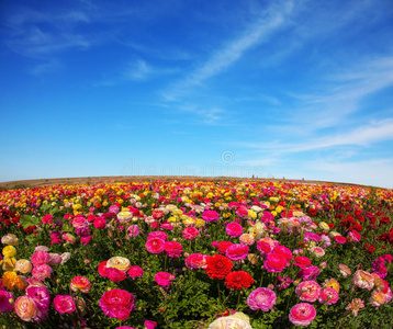 花瓣 夏天 工作 出口 阳光 出售 农场 领域 天空 风景