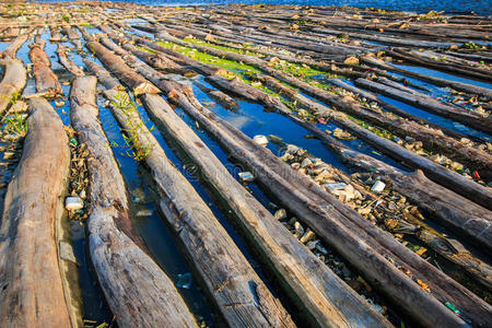 港口 皮特 木柴 堆叠 森林砍伐 曼谷 林业 垃圾 日志