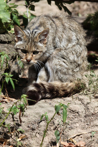 欧洲野猫费利斯西尔维斯特里斯。