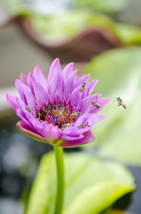 颜色 季节 莲花 植物区系 植物 花的 蜜蜂 开花 美女