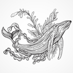 老式的黑白手绘海洋生物.照片