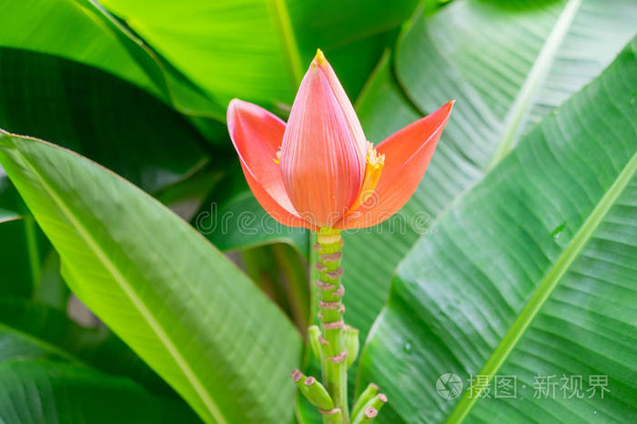 美丽的粉红色莲花香蕉树