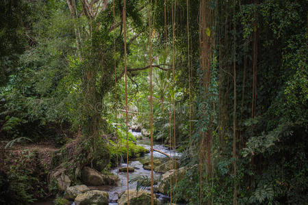 丛林河