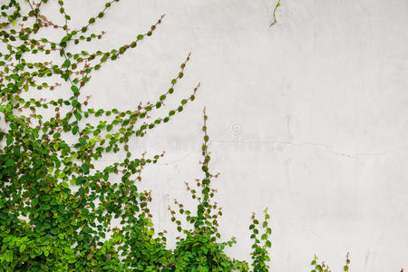 爬山虎塞入图片-爬山虎塞入素材-爬山虎塞入插画-摄图新视界