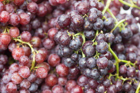 特写镜头 农业 葡萄 收获 甜点 食物 葡萄园 自然 小道消息