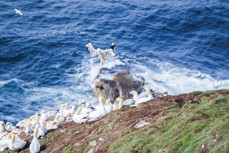 殖民地 鳟鱼 桑椹 海的 自然 野生动物 鸟类 海岸 苏格兰