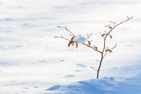 森林 木材 季节 美丽的 环境 十一月 山毛榉 自然 雪堆