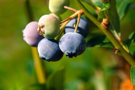 蓝莓 生产 集群 分支 食物 抗氧化剂 农业 水果 植物