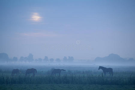 草地 轮廓 朦胧 农田 牧场 风景 早晨 自然 领域 外部