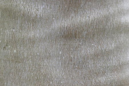 榆树皮。无缝瓷砖纹理。