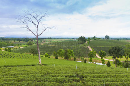 鲜绿茶种植园