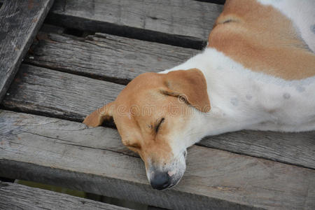 纯种 可爱的 繁殖 犬科动物 小狗 地板 血统 宠物 动物