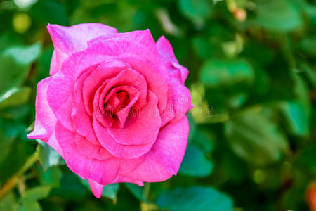 一朵粉红色的玫瑰在阳光下绽放。