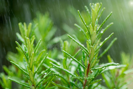 新鲜迷迭香药草，特写水滴进来