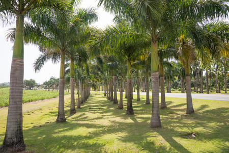 明亮的棕榈树林