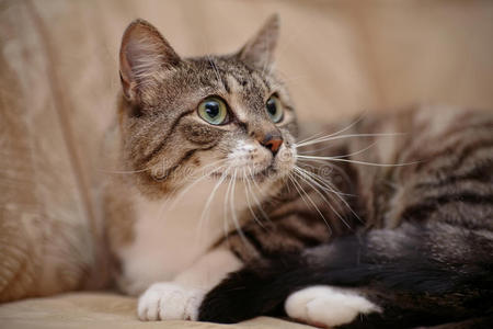 猫咪 繁殖 捕食者 短发 基蒂 毛皮 眼睛 宠物 食肉动物