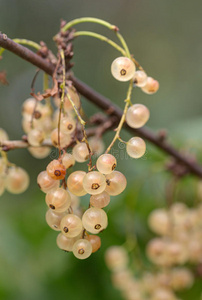 特写镜头 水果 夏天 浆果 农业 季节 自然 维生素 食物