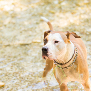 美国斯塔福德郡猎犬在水里玩耍。
