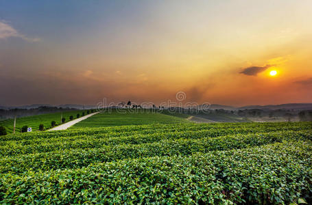 农业 场景 种植园 亚洲 风景 日落 季节 自然 泰国 旅行