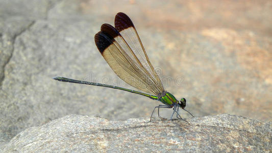 生活 特写镜头 夏天 自然 蜻蜓 动物 闪耀 缺陷 害虫