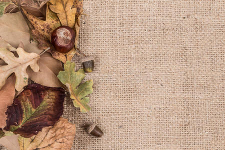 秋季模板与干燥的秋叶和橡子