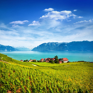 水果 日内瓦 阿尔卑斯山 自然 地区 制作 法国人 葡萄