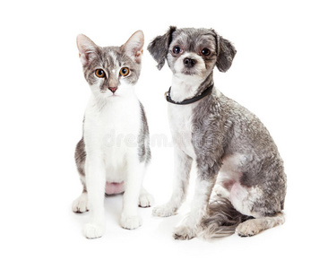 可爱的灰色小猫和小狗坐在一起
