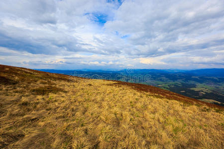 全景图 旅游业 草地 森林 领域 喀尔巴阡山 夏天 生长