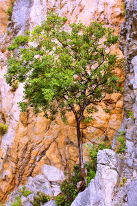 小山 乌卡拉 国家的 日落 孤独的 悬崖 松木 徒步旅行