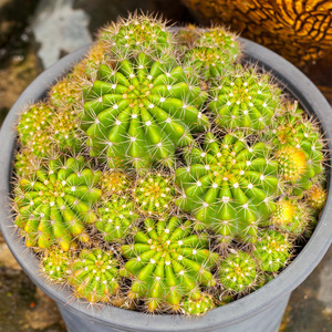 植物园里的仙人掌植物