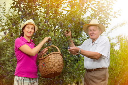 白种人 收割 男人 自然 食物 家庭 水果 采摘 梅子 篮子