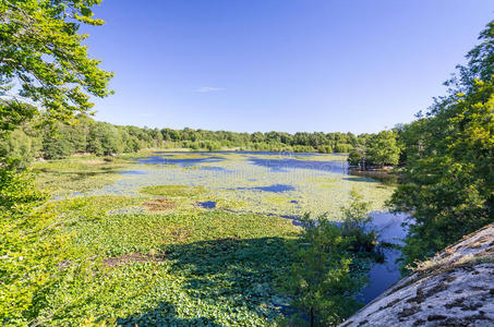 自然 瑞典 池塘 公司 夏天 环境 莉莉 植物 小山 森林