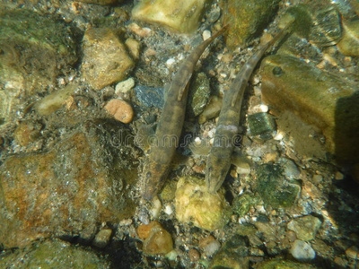 地下水 动物 流动 小溪 地点 游泳 现在的 泥鳅 鱼类
