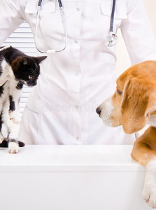 兽医那里的狗和小猫